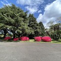 写真: 小石川植物園（文京区） (18)