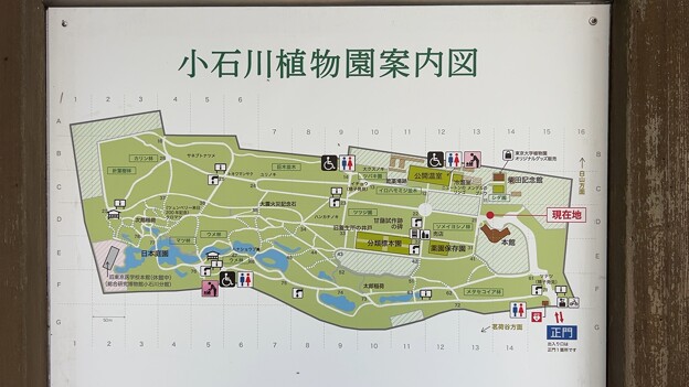 小石川植物園（文京区） (23)