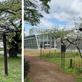 写真: 小石川植物園（文京区） (26)メンデルのブドウ