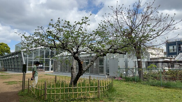 小石川植物園（文京区） (27)ニュートンのリンゴ