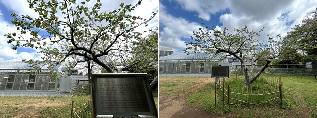 写真: 小石川植物園（文京区） (28)ニュートンのリンゴ