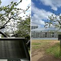 写真: 小石川植物園（文京区） (28)ニュートンのリンゴ