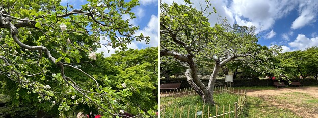 小石川植物園（文京区） (29)ニュートンのリンゴ
