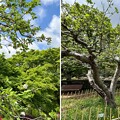 小石川植物園（文京区） (29)ニュートンのリンゴ