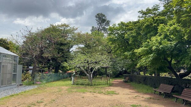 小石川植物園（文京区） (30)ニュートンのリンゴ