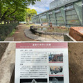 小石川植物園（文京区） (33)