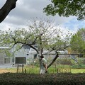 小石川植物園（文京区） (35)ニュートンのリンゴ