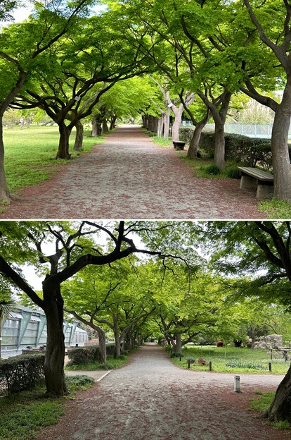 写真: 小石川植物園（文京区） (38)