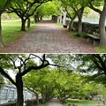 写真: 小石川植物園（文京区） (38)