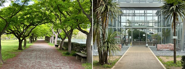 写真: 小石川植物園（文京区） (39)