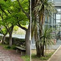 小石川植物園（文京区） (39)