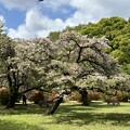 写真: 小石川植物園（文京区） (46)