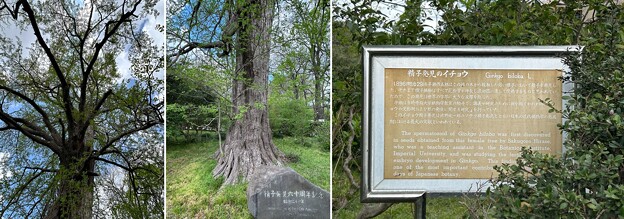 写真: 小石川植物園（文京区） (48)精子発見の銀杏