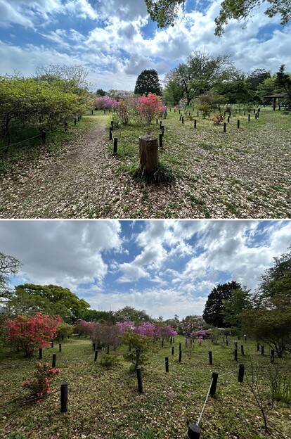 写真: 小石川植物園（文京区） (54)