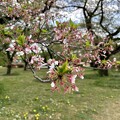 小石川植物園（文京区） (59)