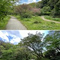 写真: 小石川植物園（文京区） (79)