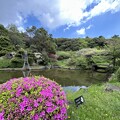 小石川植物園（文京区） (85)日本庭園