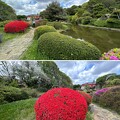 小石川植物園（文京区） (87)日本庭園