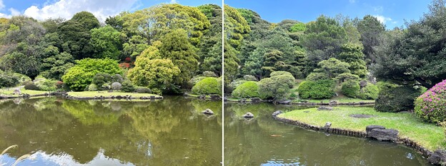 小石川植物園（文京区） (91)日本庭園