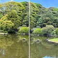小石川植物園（文京区） (91)日本庭園