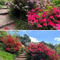 小石川植物園（文京区） (109)日本庭園