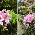 写真: 小石川植物園（文京区） (110)日本庭園