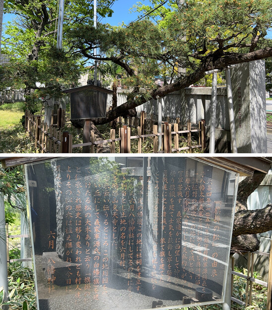 写真: 六月八幡神社（足立区） (5)旗掛の松