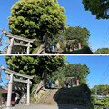 写真: 山ノ内八雲神社（鎌倉市） (15)