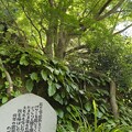 写真: 明月院（鎌倉市） (45)楓