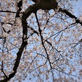 写真: 見上げて桜〜