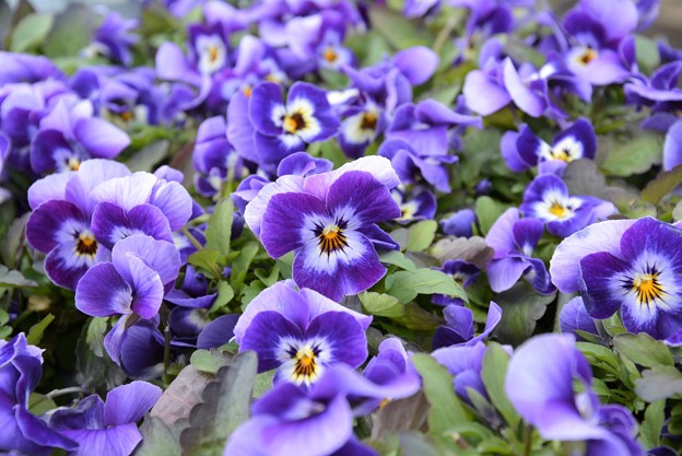 Photos: 紫の花〜