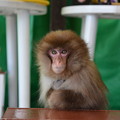 写真: お猿の出番です〜