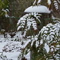 写真: 雪の庭〜