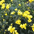写真: 元気な黄色い菊・・・