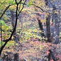 写真: 落葉前の林・・・