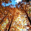写真: 針葉樹の紅葉・・・
