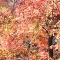 写真: 公園の紅葉・・・