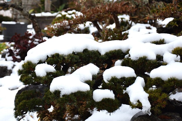写真: 庭木の先日の雪・・
