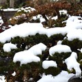 写真: 庭木の先日の雪・・