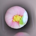 写真: 早春の和菓子・山茶花・・・