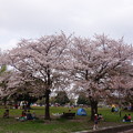 写真: 大師公園  桜
