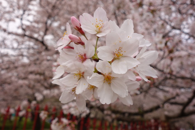 写真: 桜  綺麗(^^♪