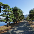 写真: 金沢八景 琵琶島神社  松並木