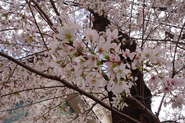 上北沢 桜