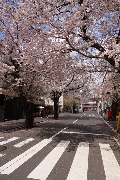 桜と京王線