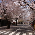 写真: 桜と京王線