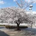 写真: 大きな桜の木