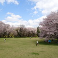 写真: のどかに桜のお花見します♪