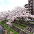 写真: 片倉 湯殿川 桜並木