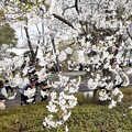 桜祭りの桜